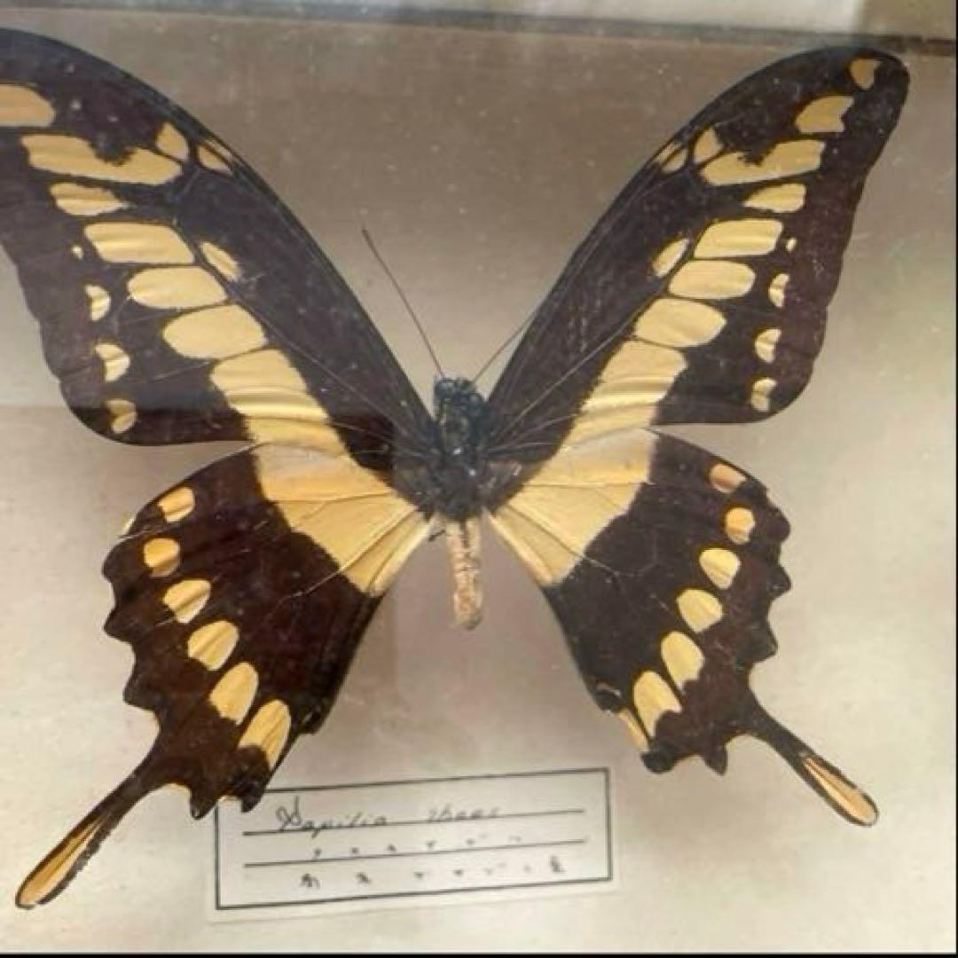 モルフォ蝶　他　アンティーク蝶標本　ヴィンテージ標本　全22種類