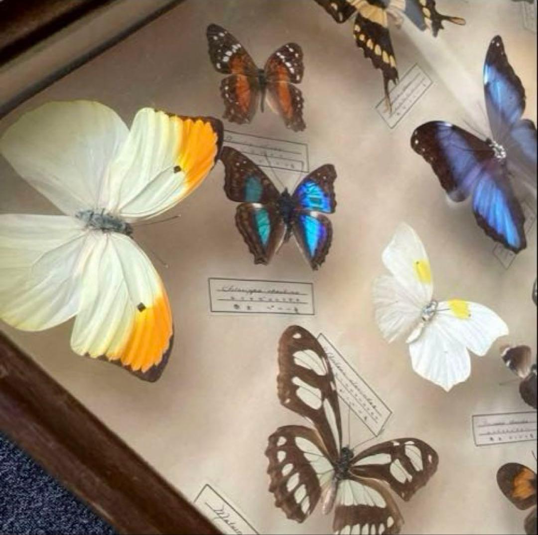 モルフォ蝶　他　アンティーク蝶標本　ヴィンテージ標本　全22種類