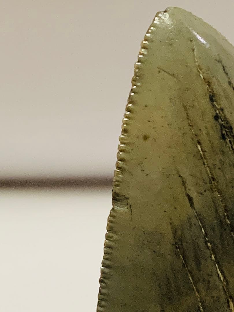 メガロドン　歯の化石　110㎜