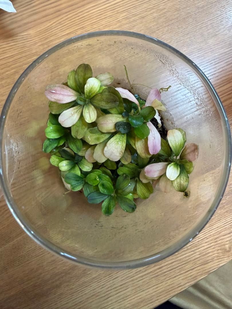 ブセファランドラ　ティア　グリーン　クダカン