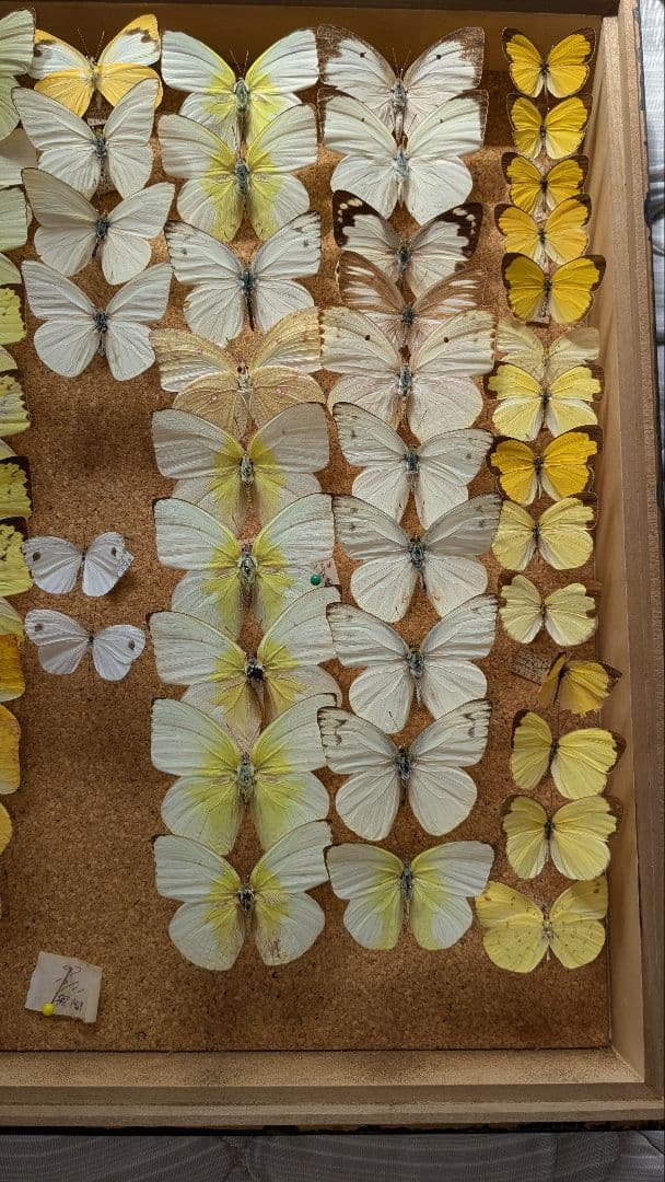 シロチョウ科　セット