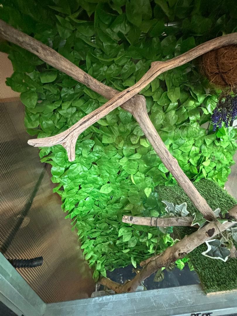 大型爬虫類　中古自作飼育ケージ　運搬可能エリア有り