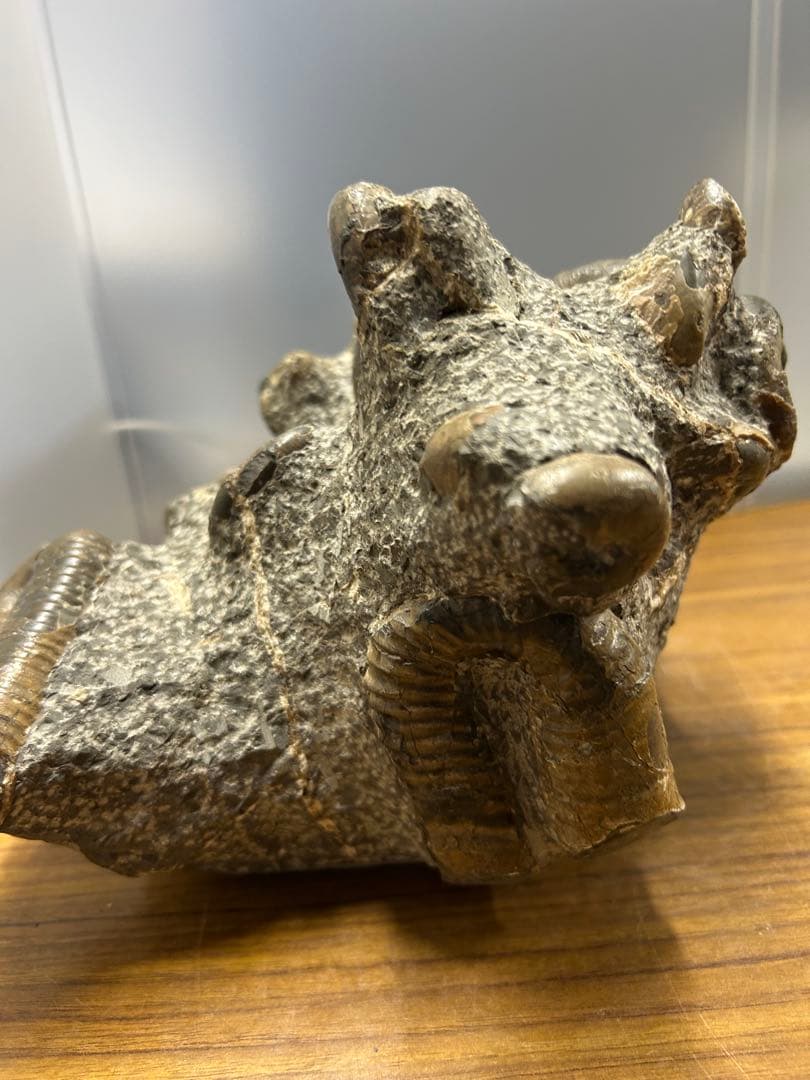 【希少】異常巻き　アンモナイト　化石　ヘテロマーファ　スカフィテス属　4730g