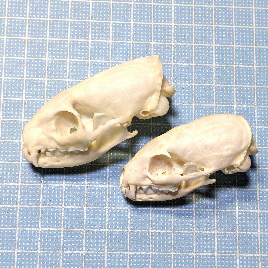 頭骨標本　ジャワマングース　ペア