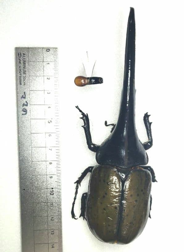 ヘラクレス3亜種 バリエーションセット