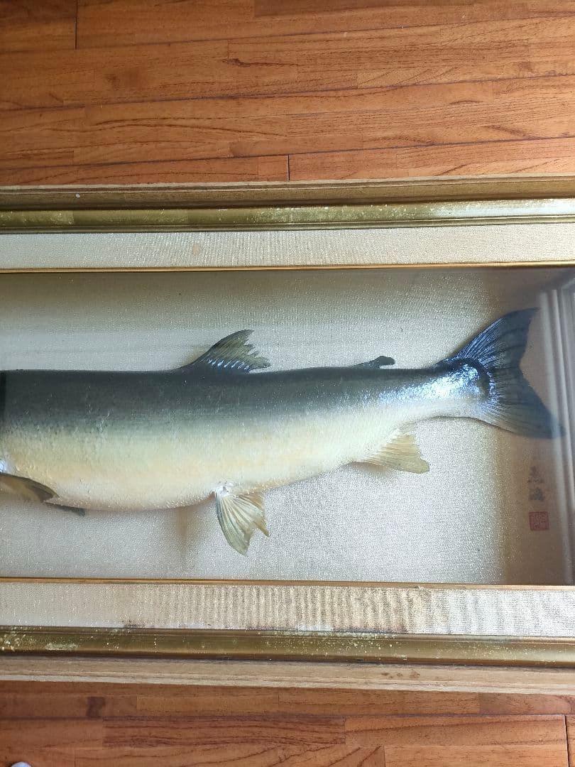 「超貴重品」大型のイトウの剥製　※取りに来られたら半額にします。