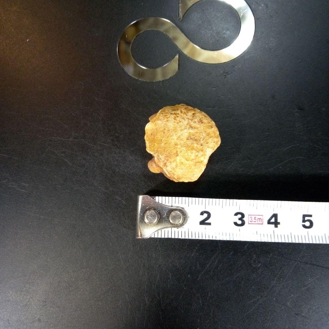 三葉虫　化石　fossil　ボリビア産　trilobite　南アメリカ化石郡⑤