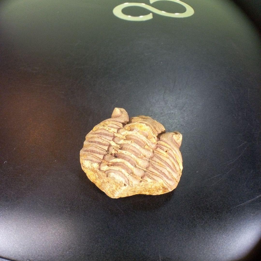 三葉虫　化石　fossil　ボリビア産　trilobite　南アメリカ化石郡⑤