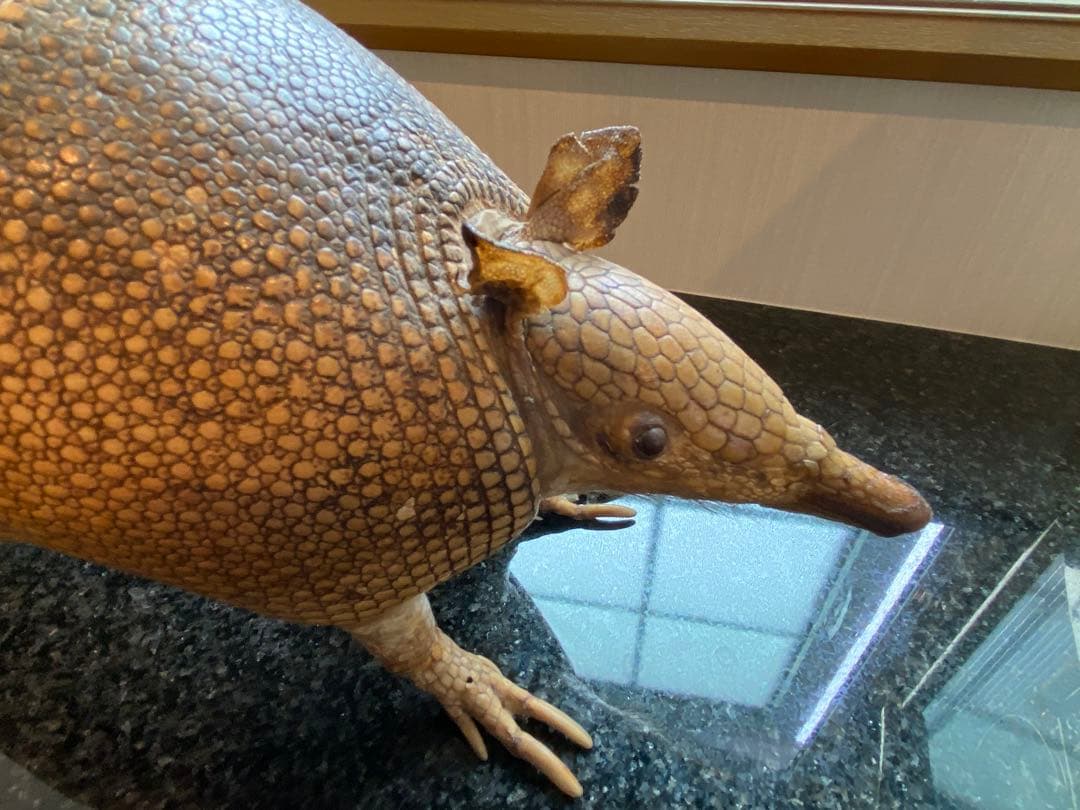 アルマジロ剥製 置物 インテリア 置き物 哺乳類 被甲目 標本 オブジェ 珍獣