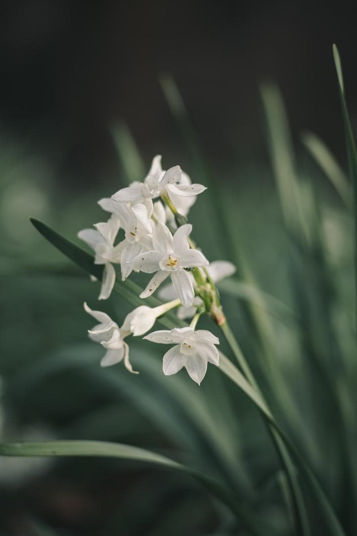 良品！CONTAX屈指の解像！SONNAR 85mm AEG オールドレンズ