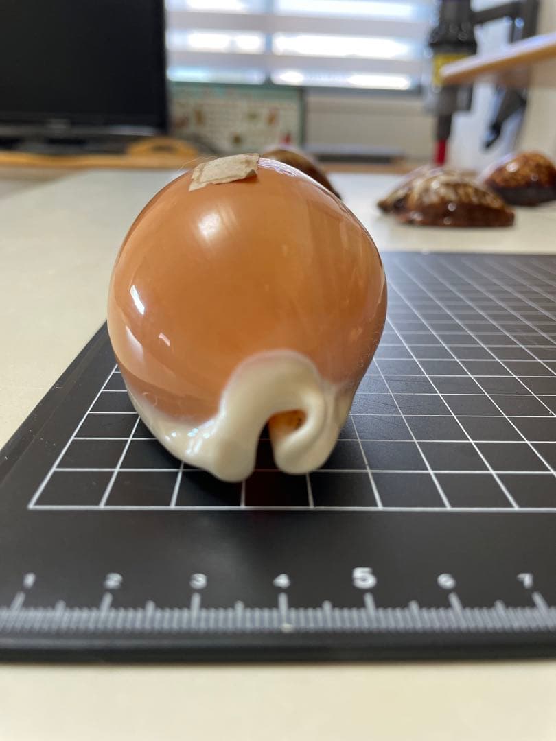 ナンヨウダカラ　貝殻　標本