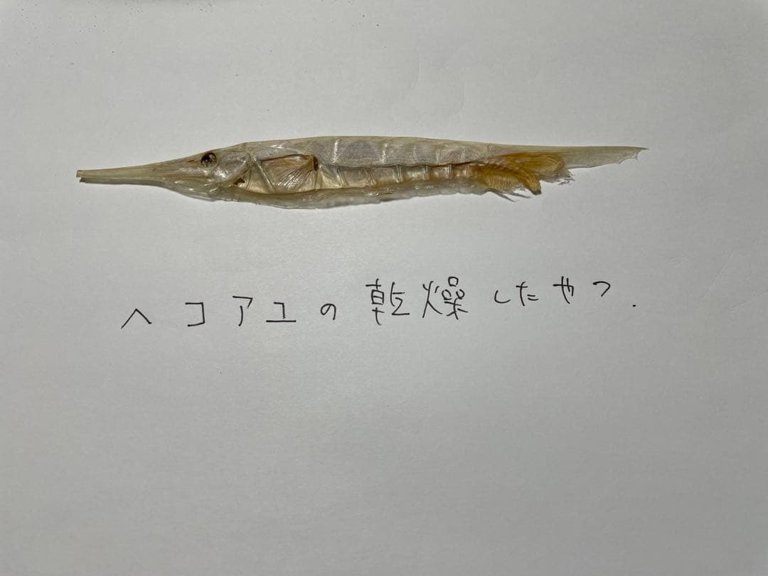 ヘコアユの乾燥したやつ（化石？）