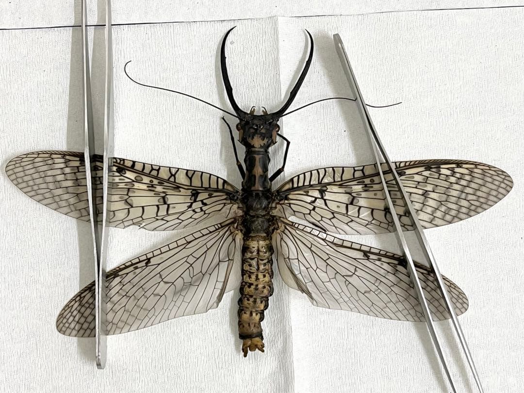 昆虫　標本　オオキバヘビトンボ　胸部に模様のある種類　125mm