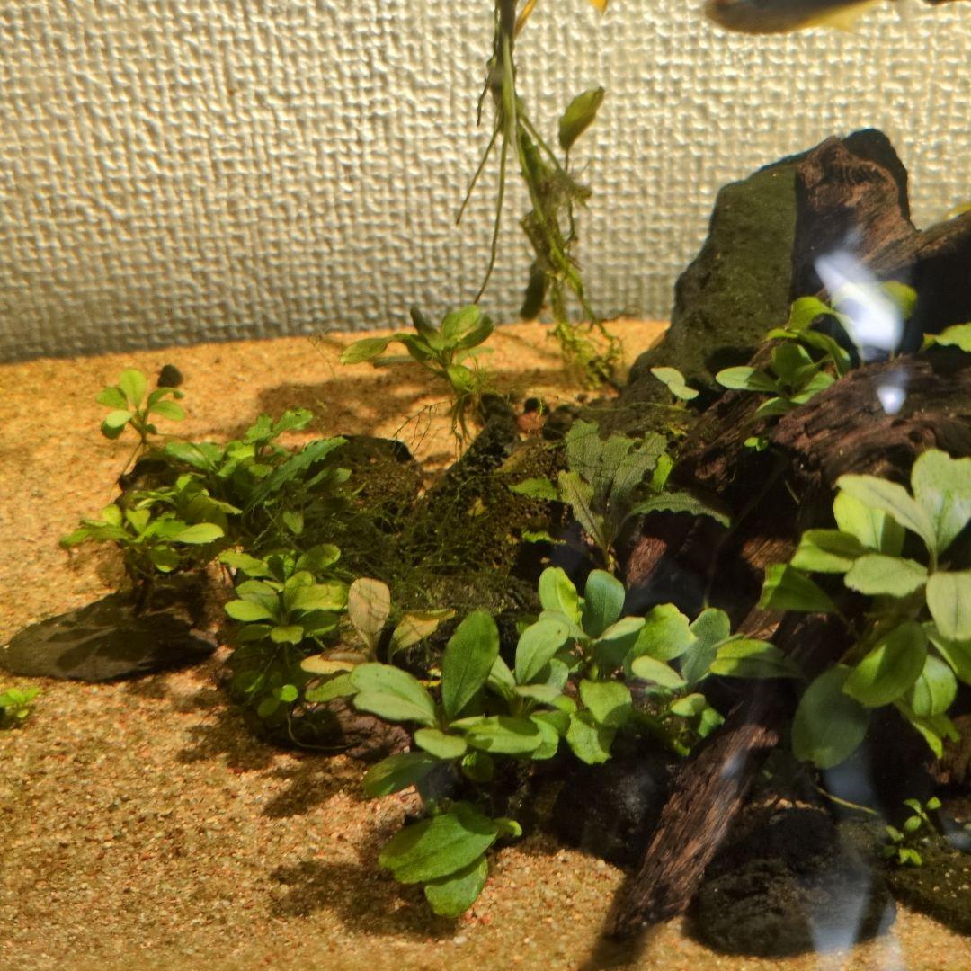 ブセファランドラ　写真のものすべて　水中葉　引退出品