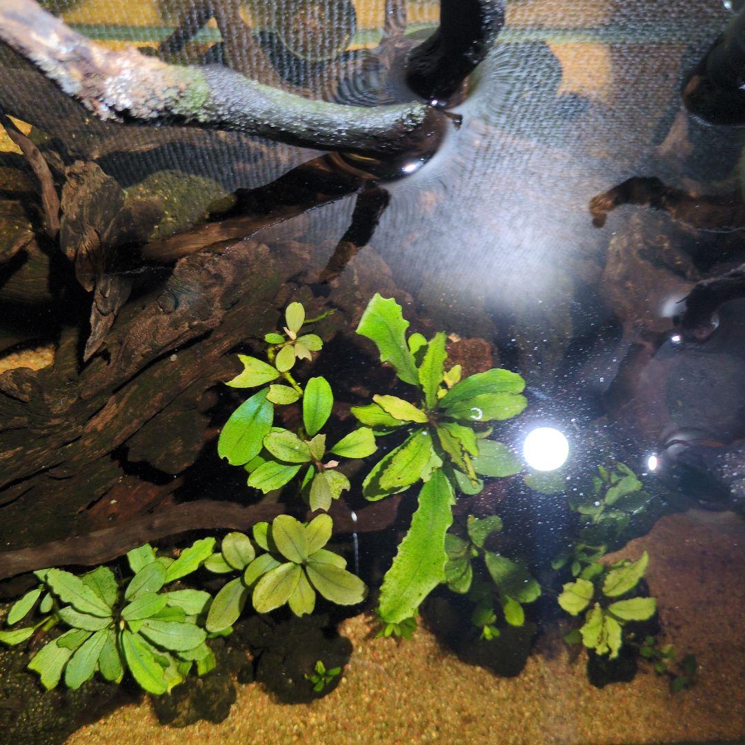 ブセファランドラ　写真のものすべて　水中葉　引退出品