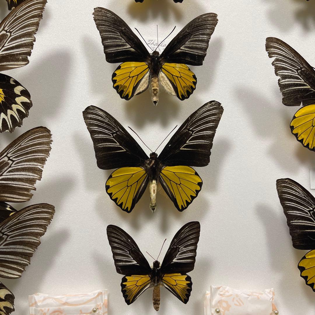 キシタアゲハ　11頭