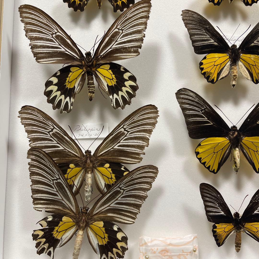 キシタアゲハ　11頭