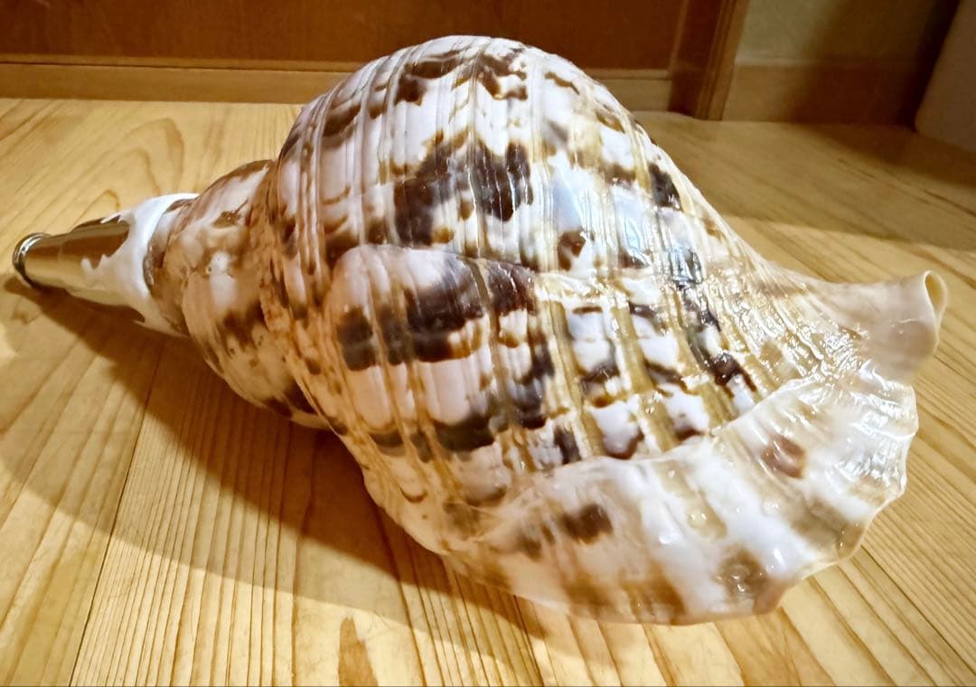 修験道法螺貝　山伏　密教　熊よけ　魔除け❣️ホラガイ　ほら貝