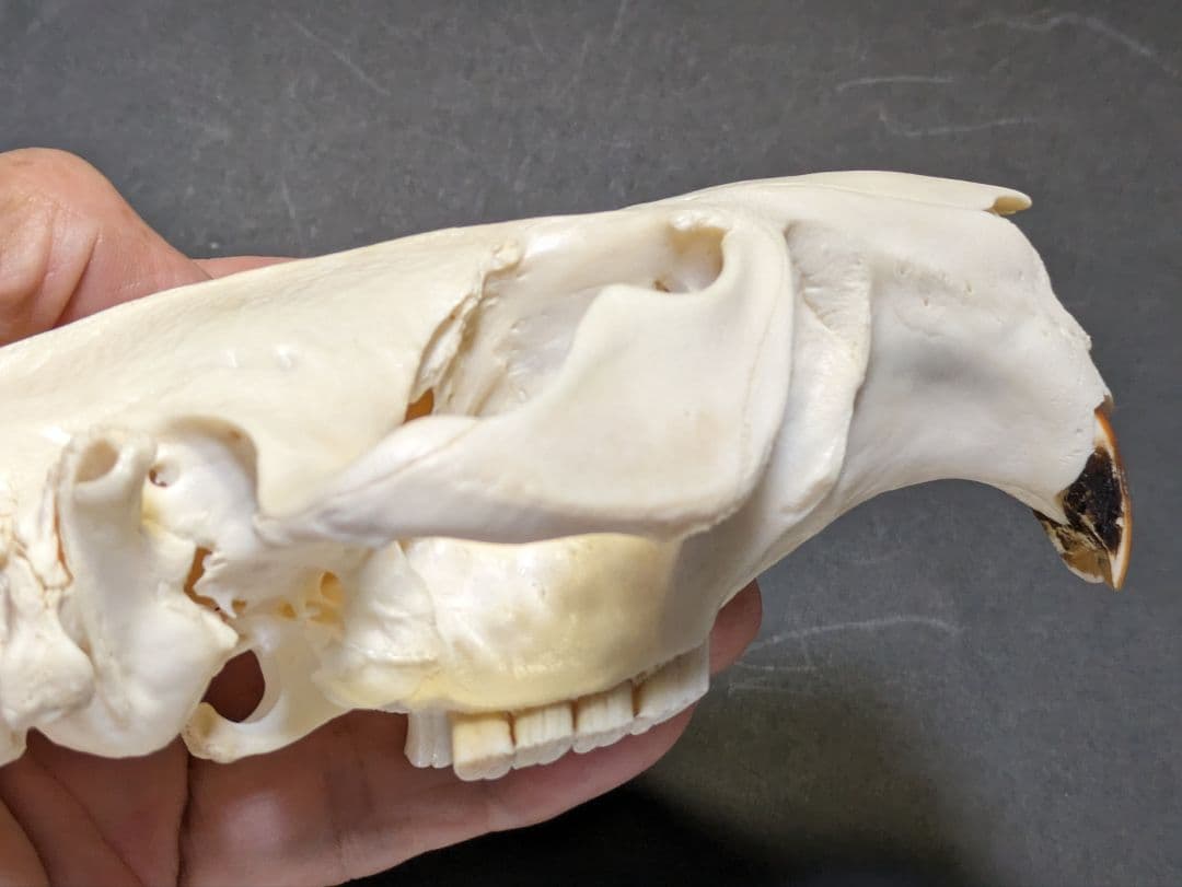 頭骨標本　アメリカビーバー