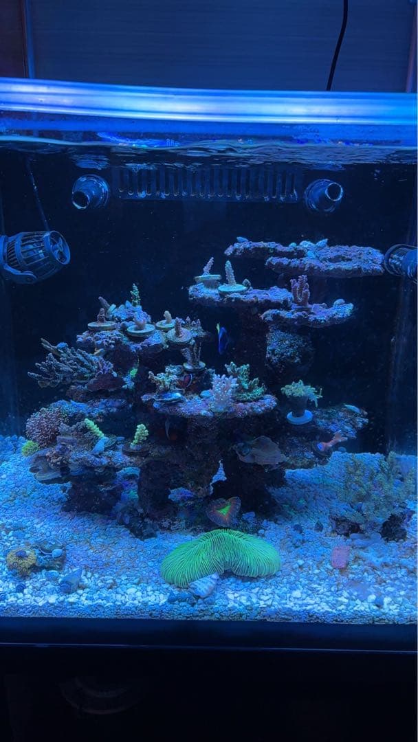 レイアウト済jsコーラルロック　人工ライブロック