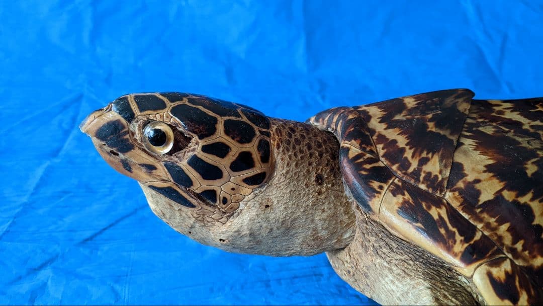 ③うみがめ〚タイマイ〛の剥製　 　壁掛けフックつき