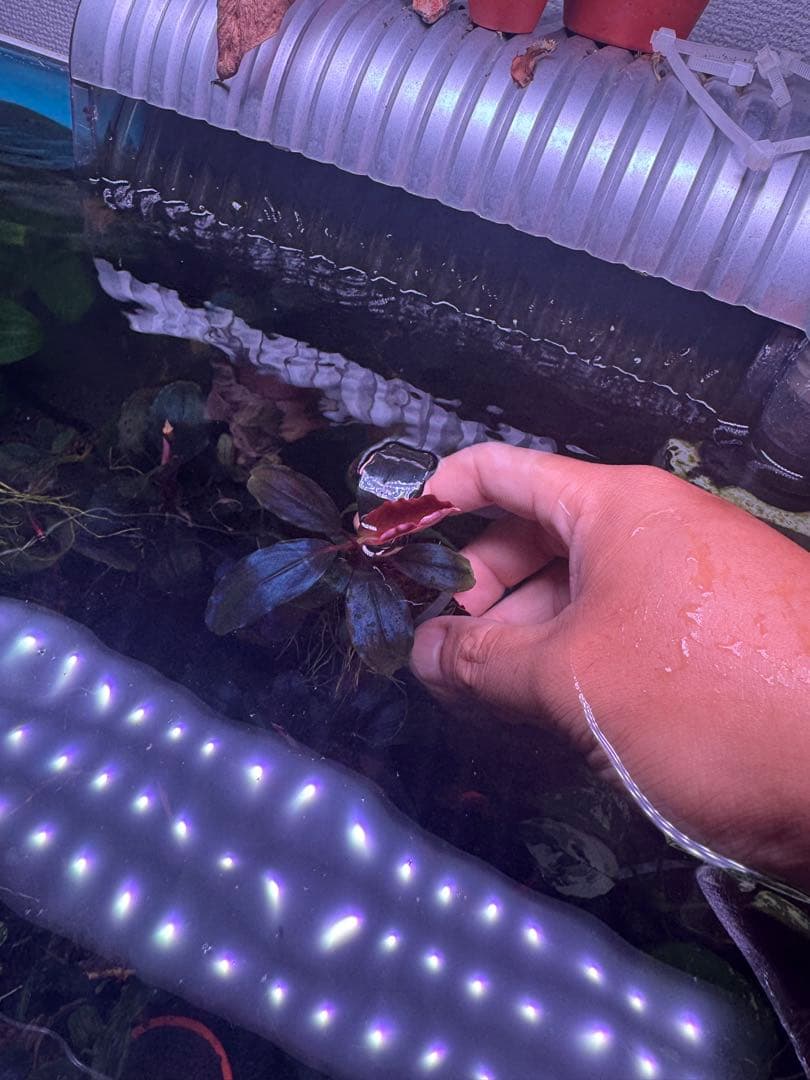 ブセファランドラsp. ファンタスティックパープル　完全水中葉　大株