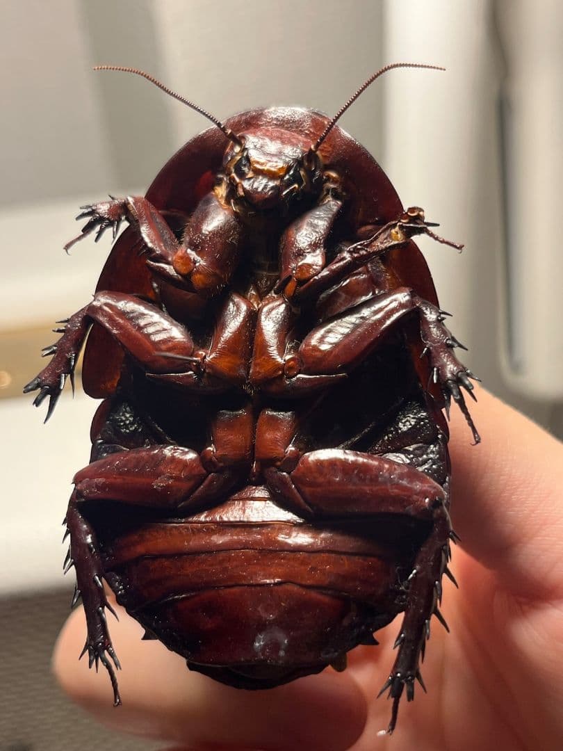 【71mm】ヨロイモグラゴキブリ Macropanesthia昆虫標本