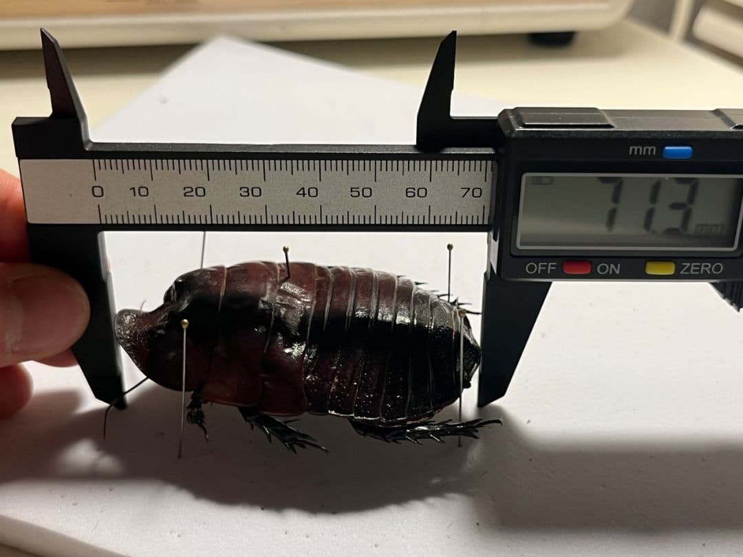 【71mm】ヨロイモグラゴキブリ Macropanesthia昆虫標本