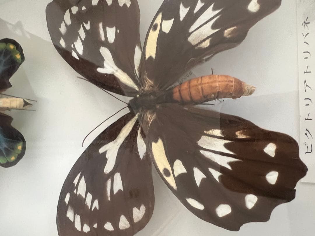 蝶の標本セット(最終値下げ‼️です！お早めに❣️)