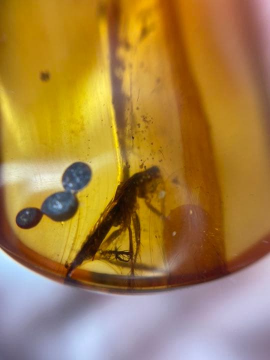 アンバー 琥珀  昆虫 コレクション 天然石 虫入り ゴキブリ 価値上がる 宝石