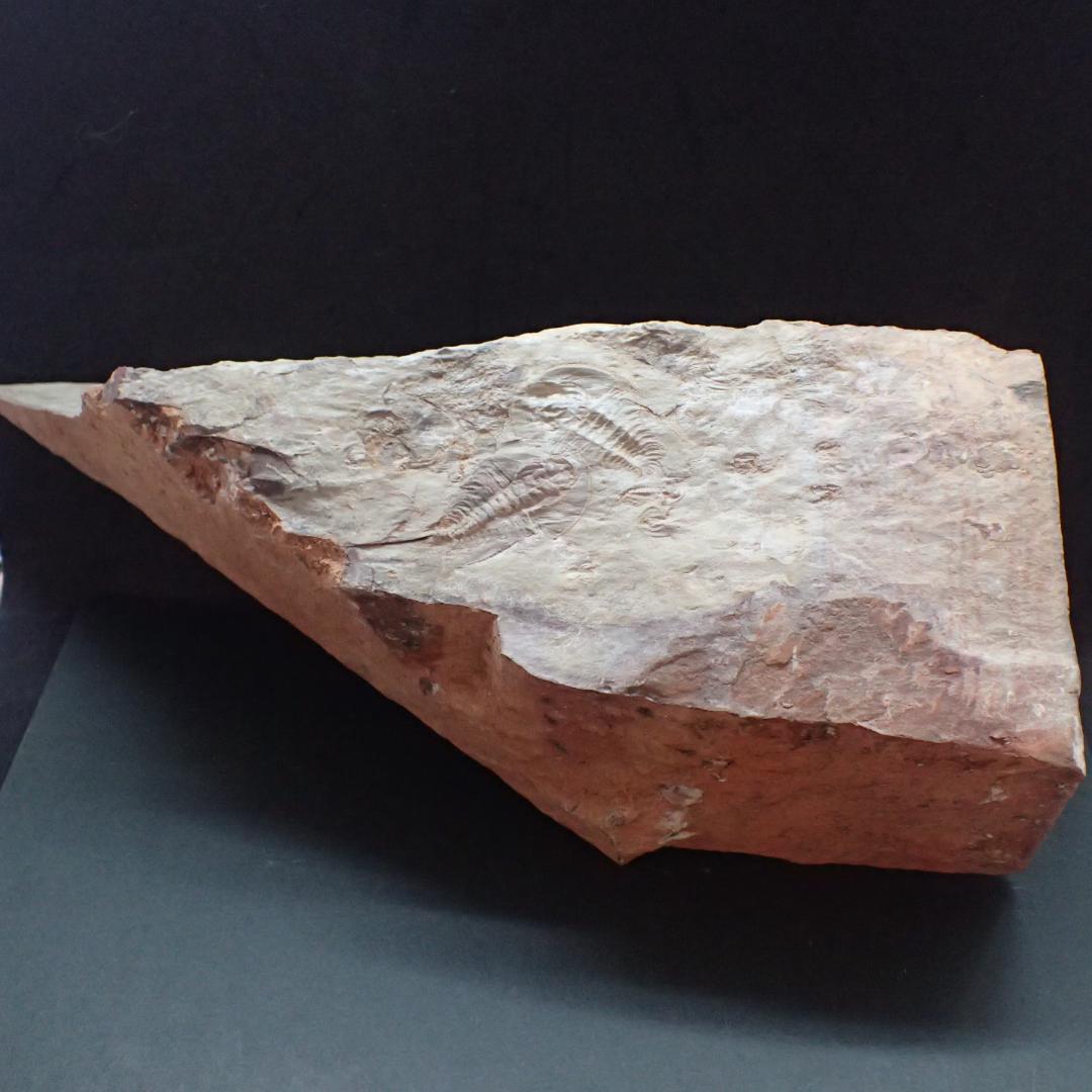 三葉虫の化石 閉鎖産地 オレネルス USA産 本物保証