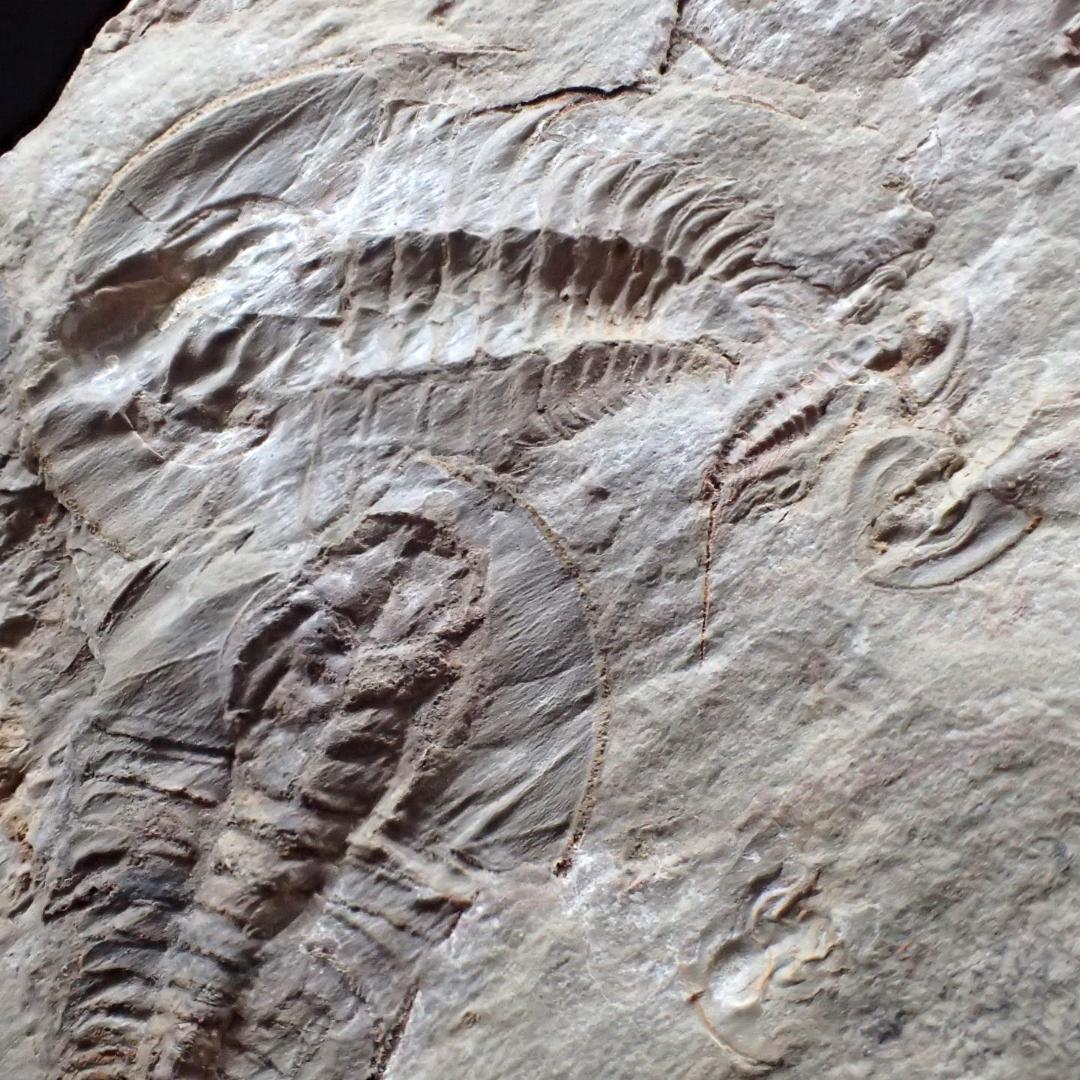 三葉虫の化石 閉鎖産地 オレネルス USA産 本物保証