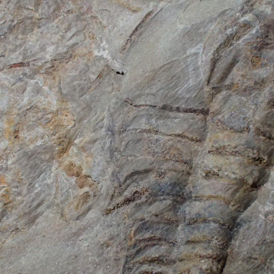 三葉虫の化石 閉鎖産地 オレネルス USA産 本物保証