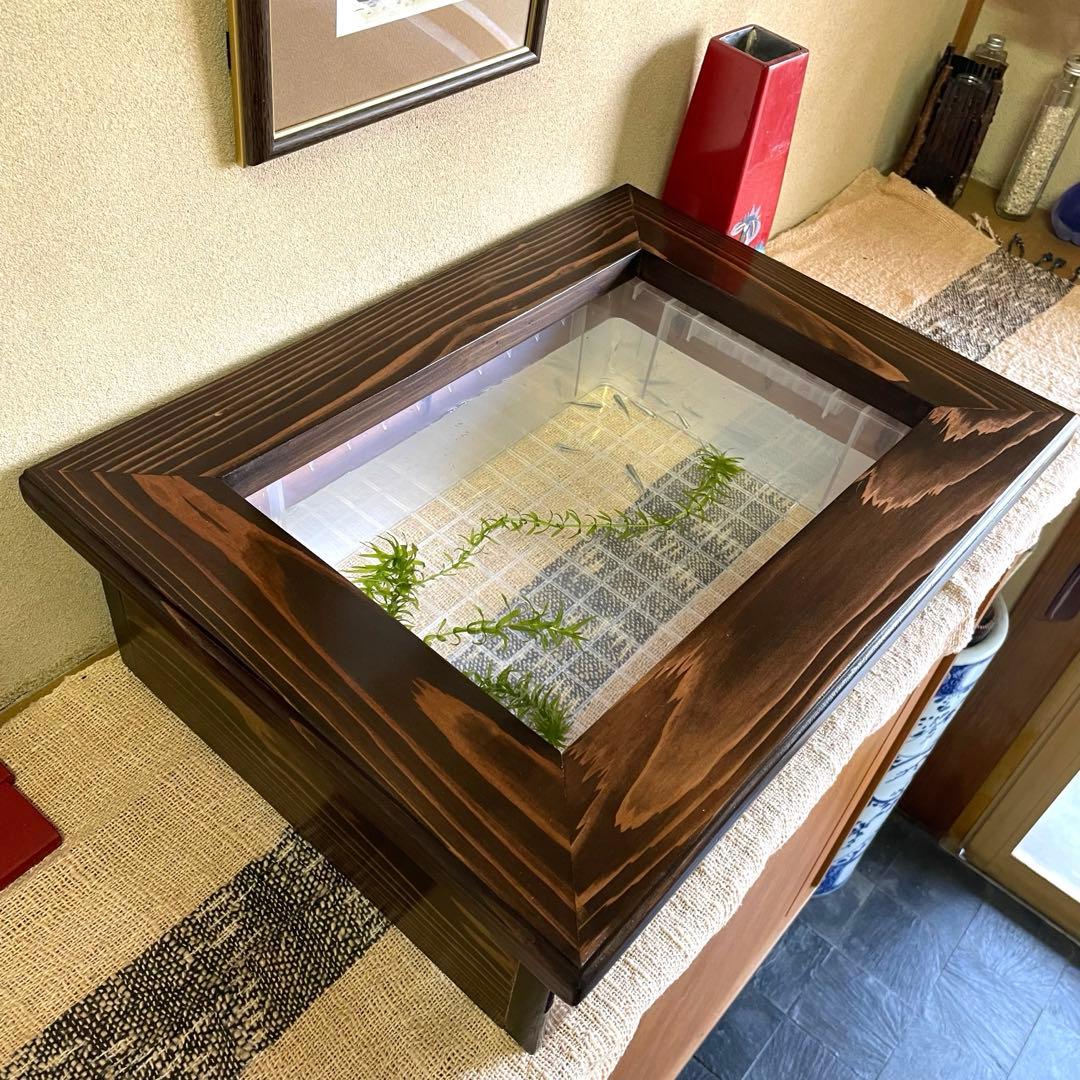 新作 NV13BOX専用 横見木枠 横見ケース メダカ めだか ビオトープ