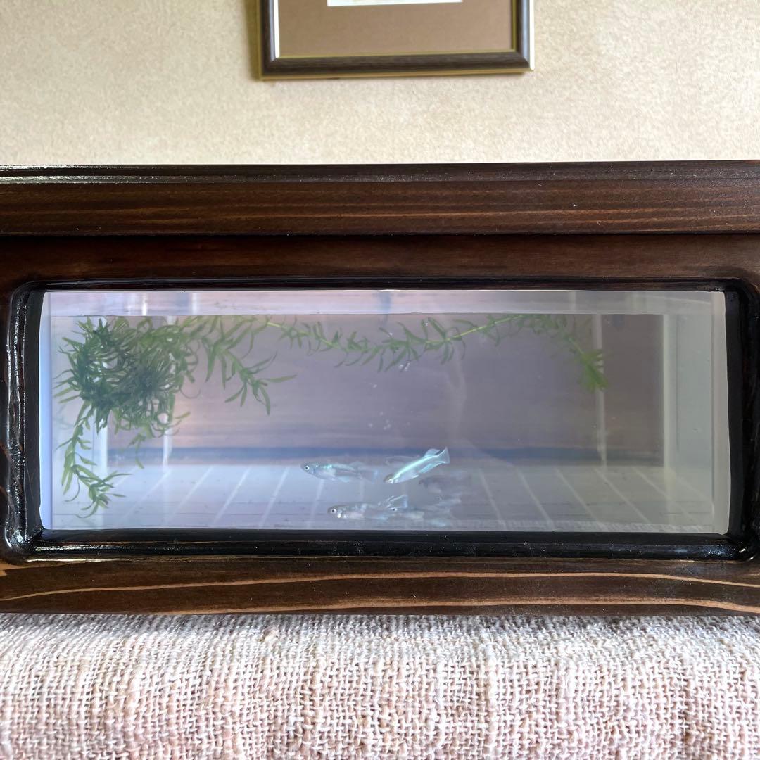 新作 NV13BOX専用 横見木枠 横見ケース メダカ めだか ビオトープ