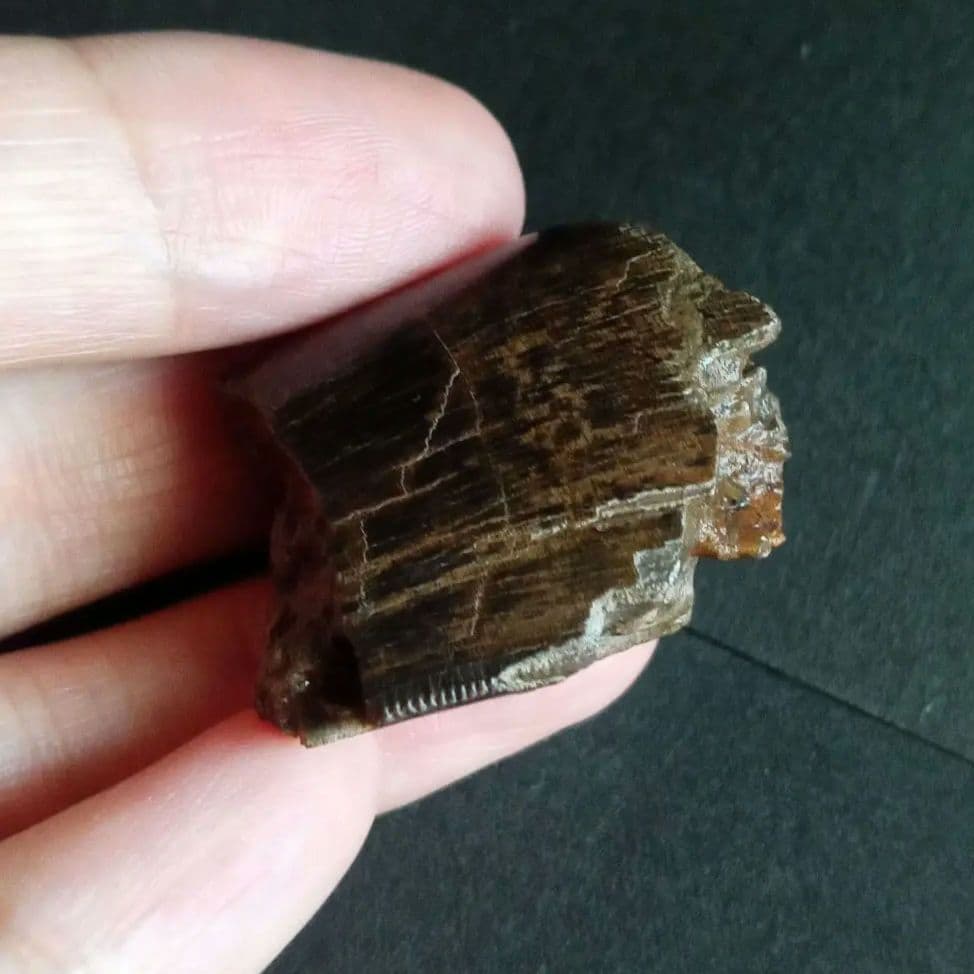 恐竜　歯化石　北米大陸獣脚類　ティラノサウルス　T-REX　Montana