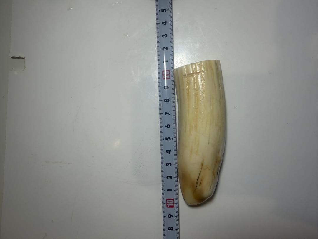 河馬歯　カバ牙　印材　彫刻材料　送料無料