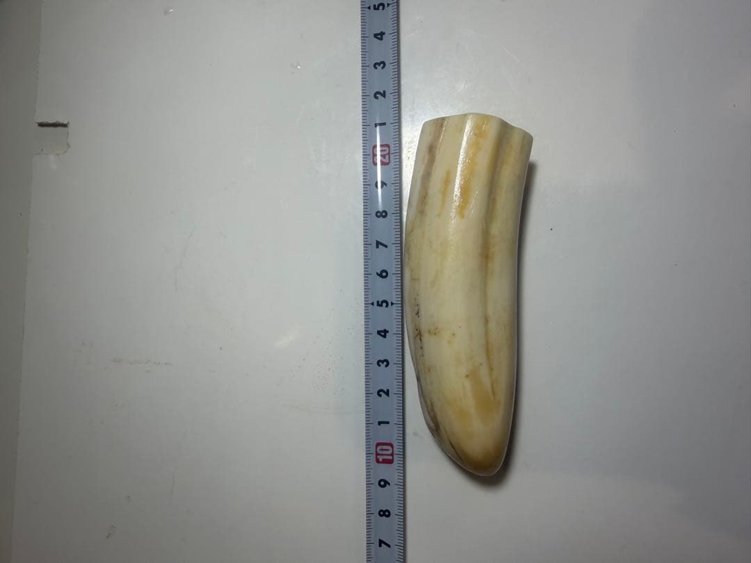 河馬歯　カバ牙　印材　彫刻材料　送料無料