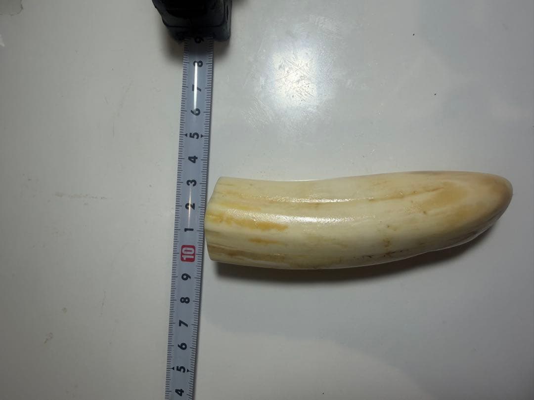 河馬歯　カバ牙　印材　彫刻材料　送料無料