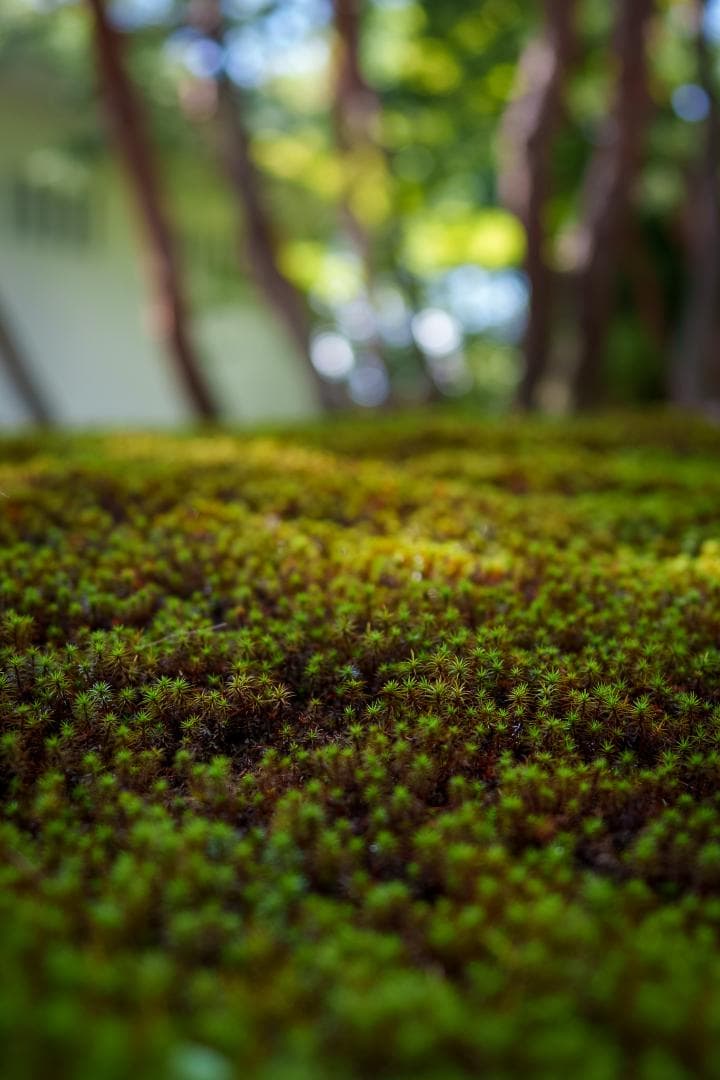 Mirainofutuu様 SONY FE 24mm F1.4 GM