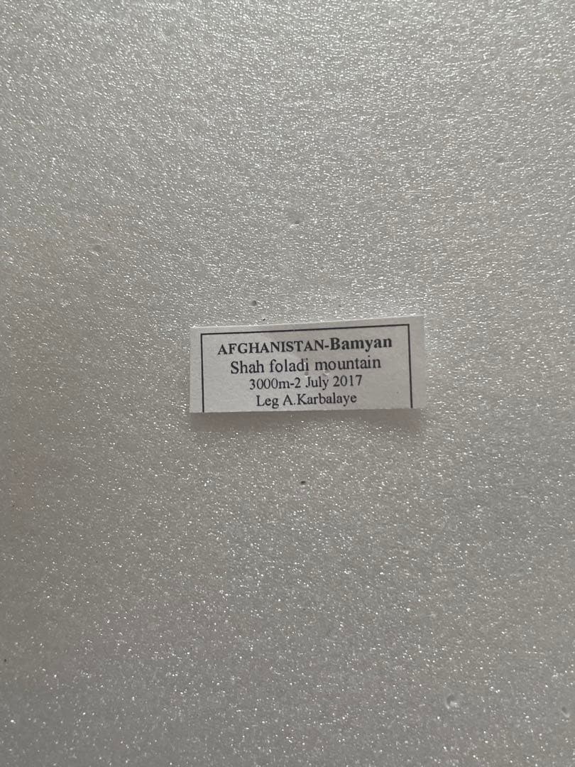 【ペア購入できます】パルナシウス・イノピナツ（1オス、アフガニスタン）