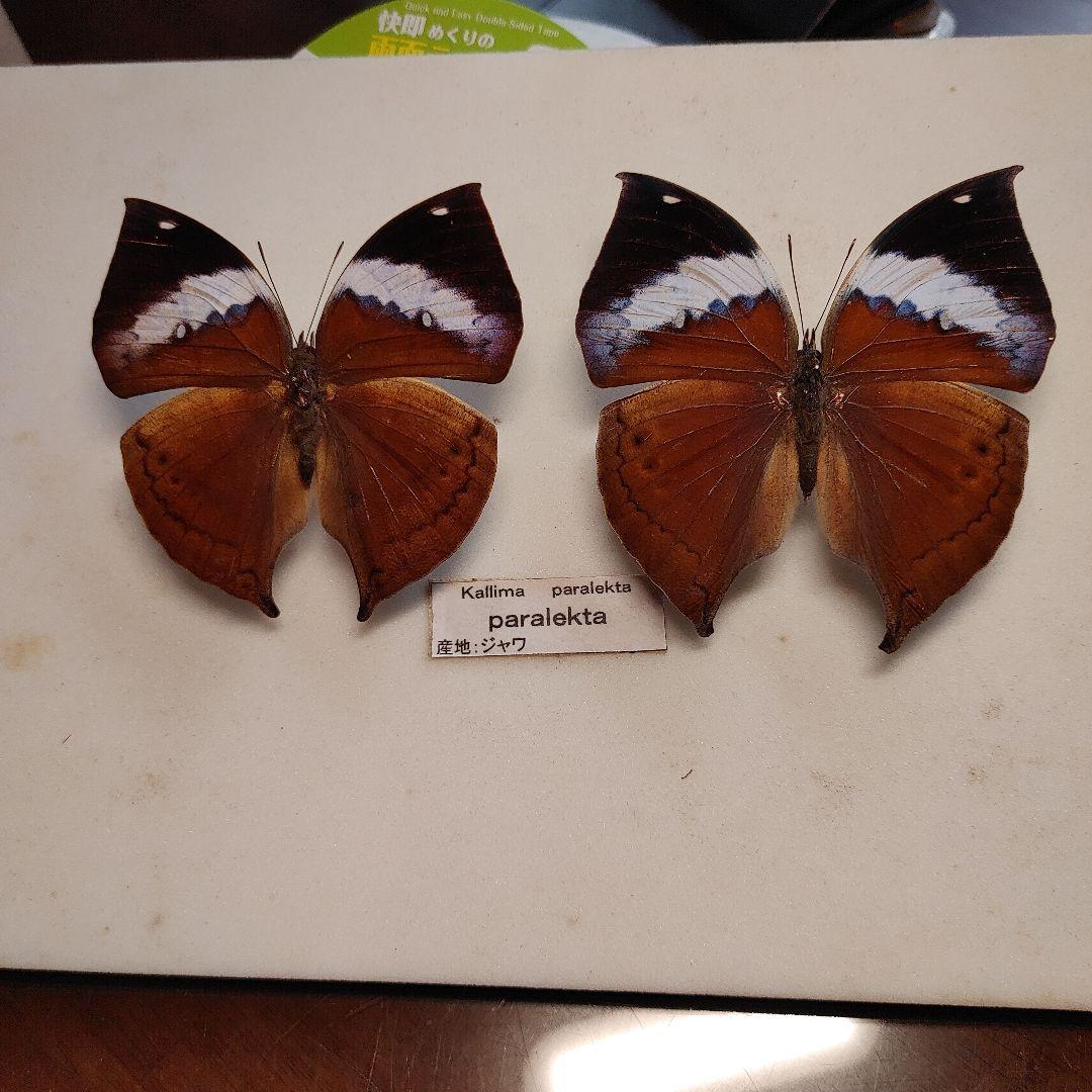 ブルーのコノハチョウ「1ペア」インドネシア産