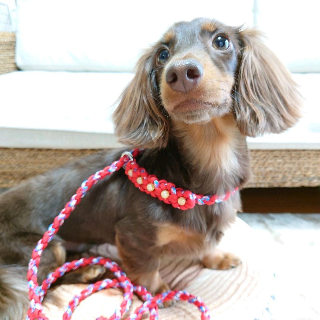 パラコードリード　スリップリード　首輪一体型リード　バラ　№023