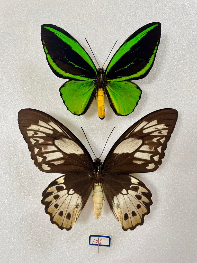 【1ペア】ミドリメガネトリバネアゲハ（インドネシア・ビアク島）