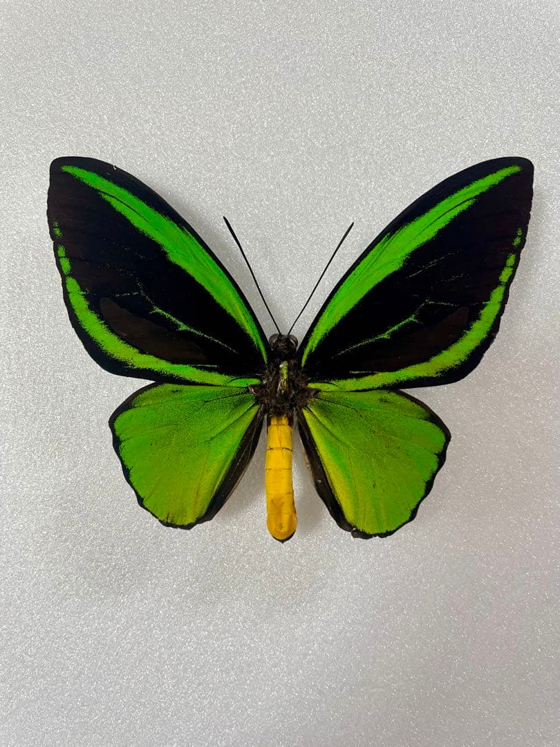 【1ペア】ミドリメガネトリバネアゲハ（インドネシア・ビアク島）