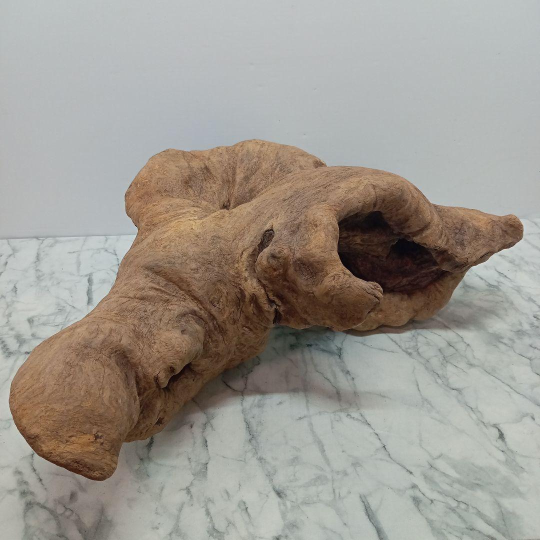 アク抜き済み流木【328】最終価格