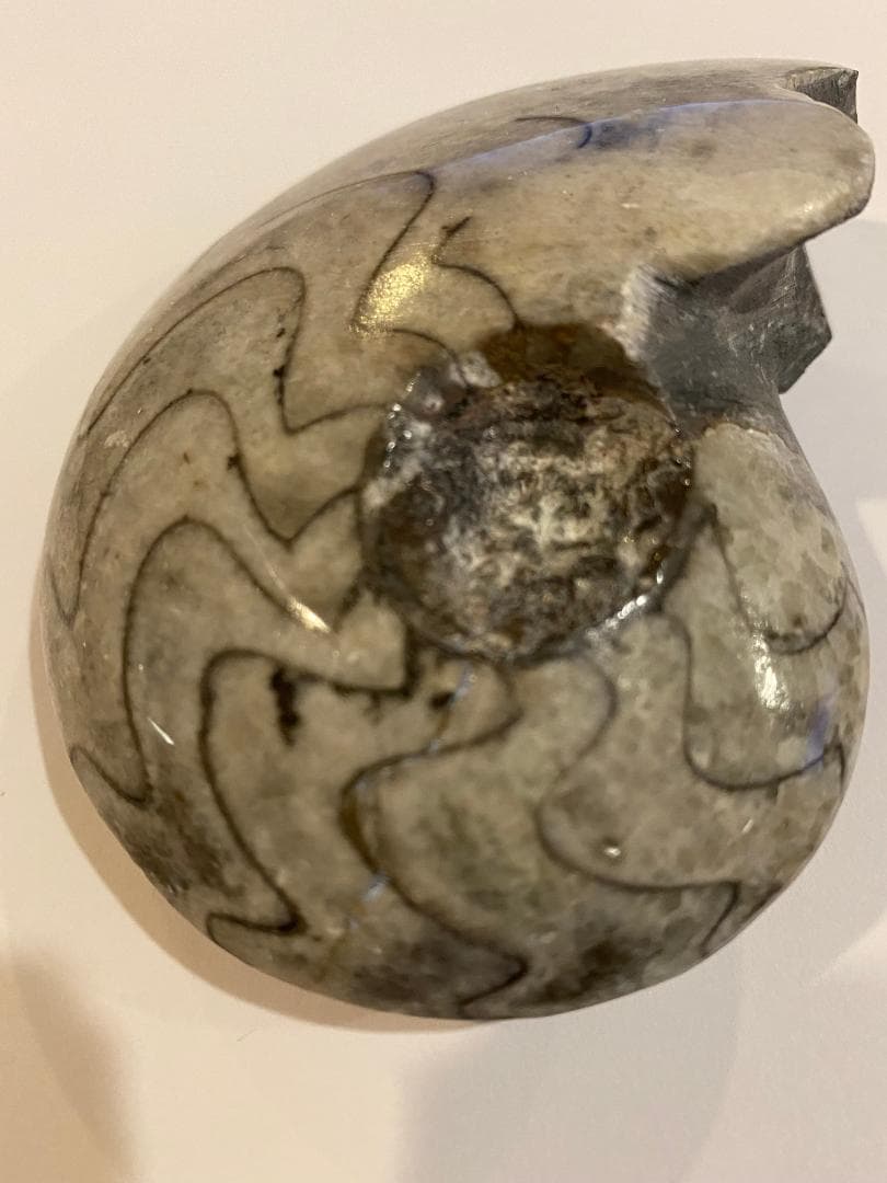 モロッコ産　アンモナイト　化石　⑱