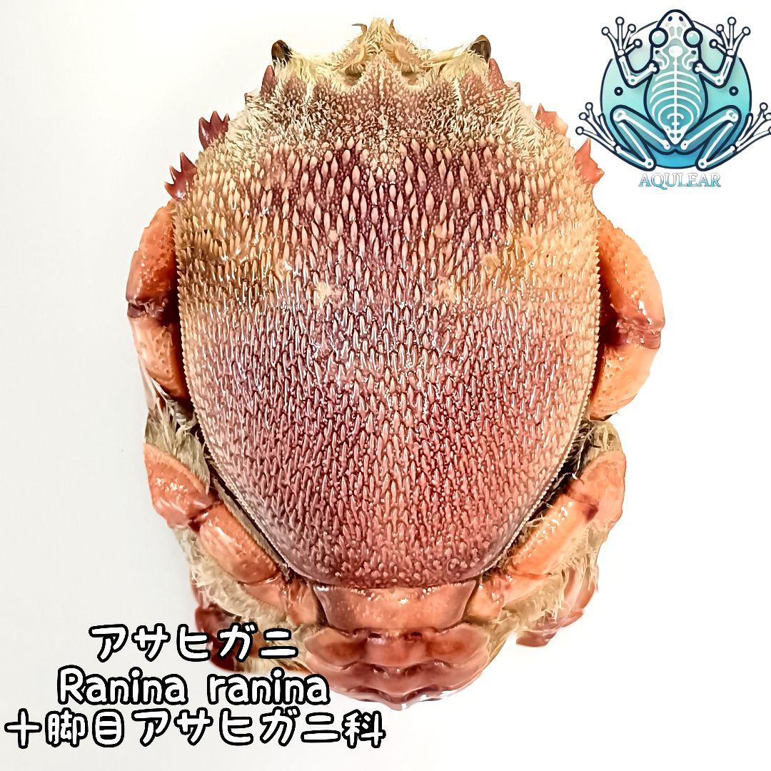 極希少【1点物】アサヒガニ③ 乾燥・色彩保存標本 全長約10cm