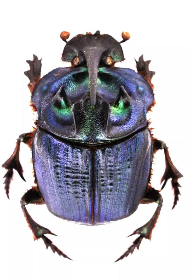 ボナリエンシスオオニジダイコクコガネ　ブルー系　大型ペア