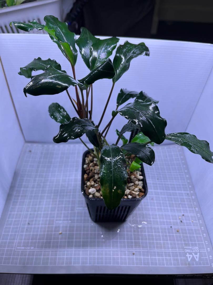 H*O様 ブセファランドラ　モトレイアーナ　パダワン